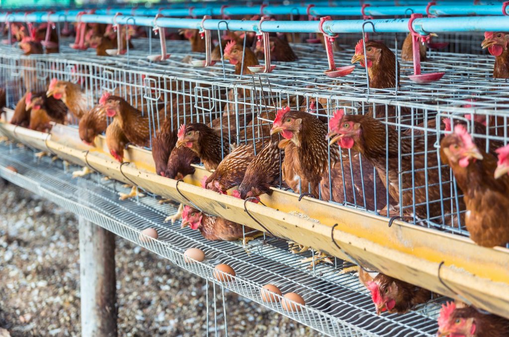 Rescuing poultry sector from catastrophe