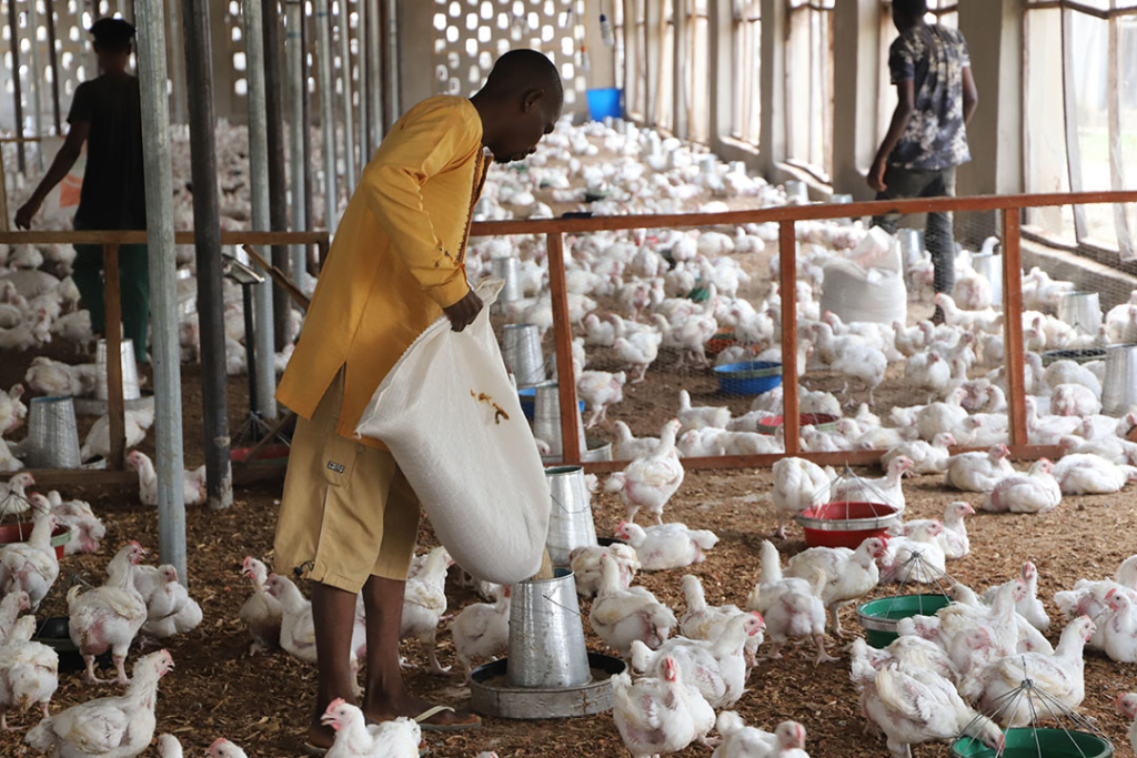 New CBN Forex Policy Threatens N12trn Poultry Industry – Operators