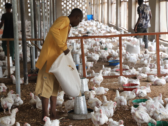 New CBN Forex Policy Threatens N12trn Poultry Industry – Operators